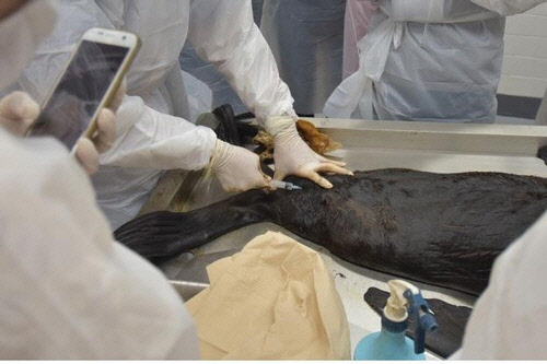 해양포유류 부검실습 현장[해양수산부 제공]